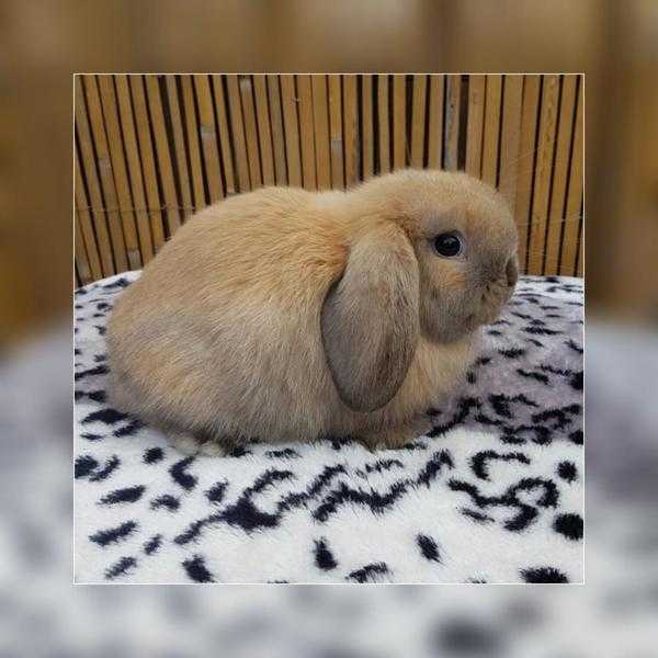 Mini lop baby boy