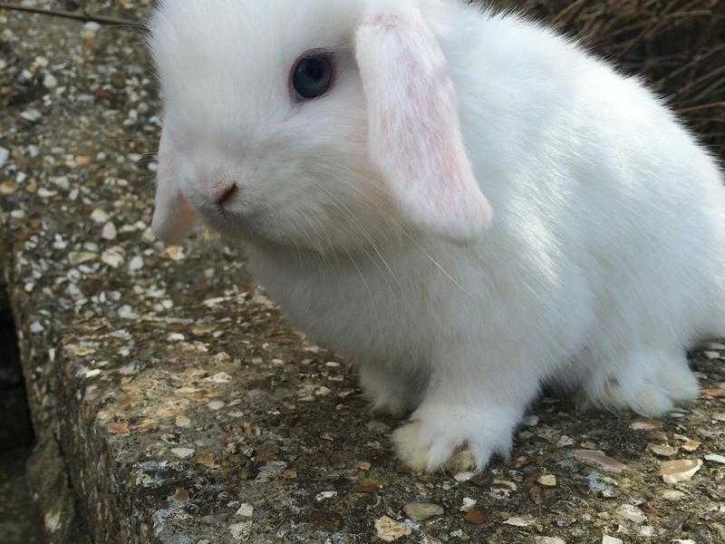 Mini Lop baby rabbits