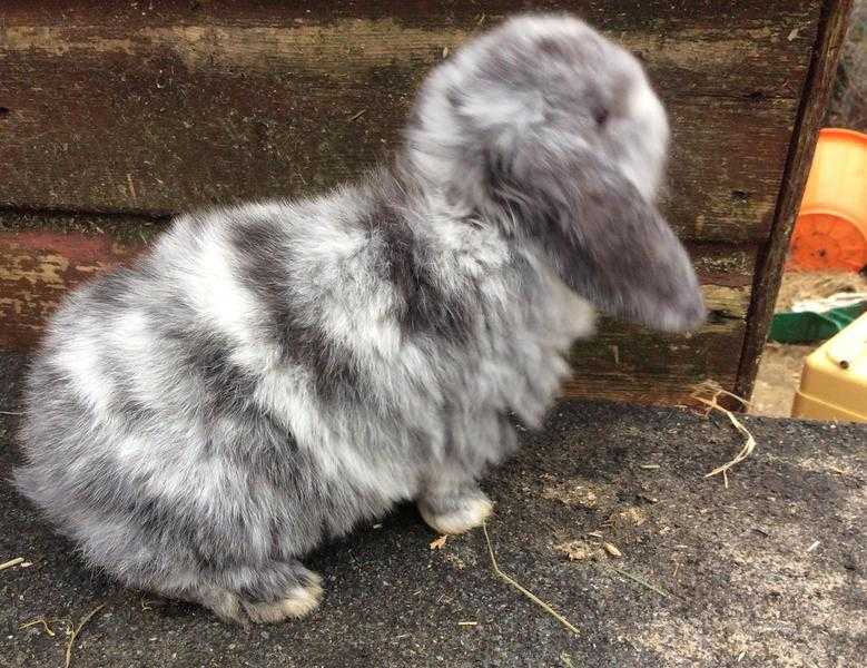 Mini lop baby rabbits for sale in Surrey