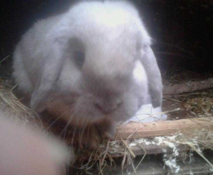 mini lop buck - neutered