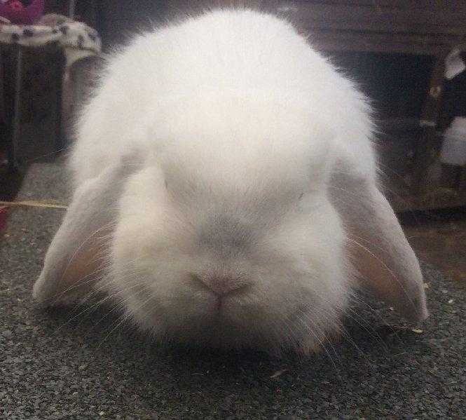 Mini lop doe of 16 weeks