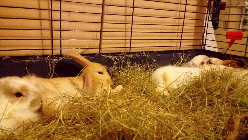 mini lop x baby rabbits