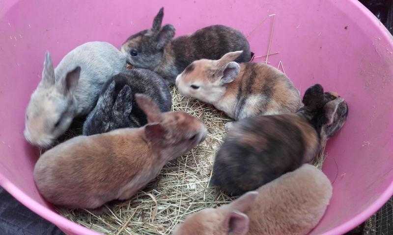 Mini rex baby rabbits for sale