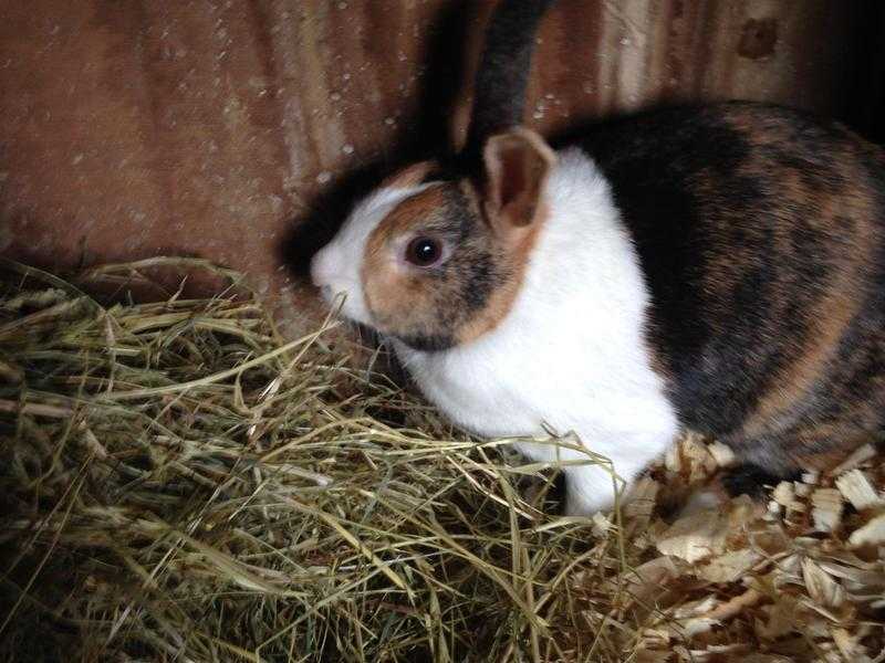 Mini Rex Doe and Dutch Doe for rehoming