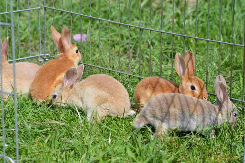 mini rex rabbits