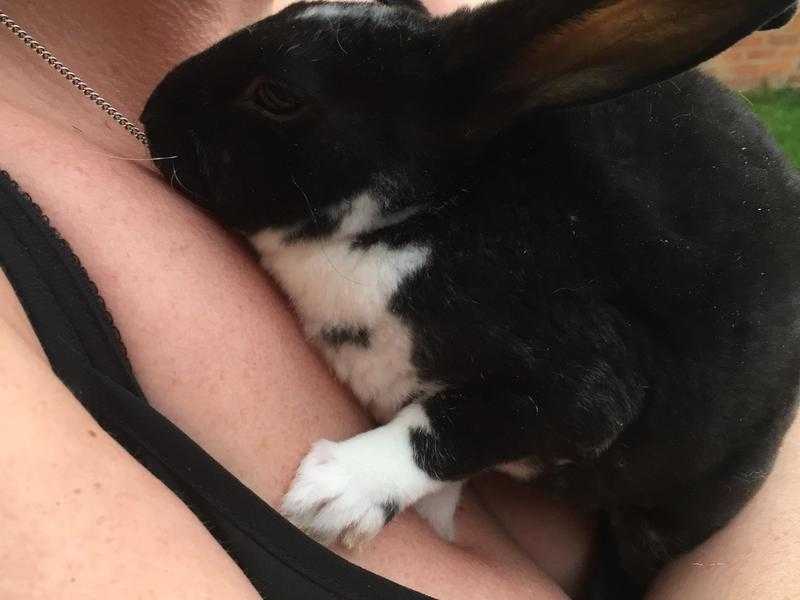 Mini Rex rabbits