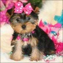 Mini Yorkshire Terrier Puppies