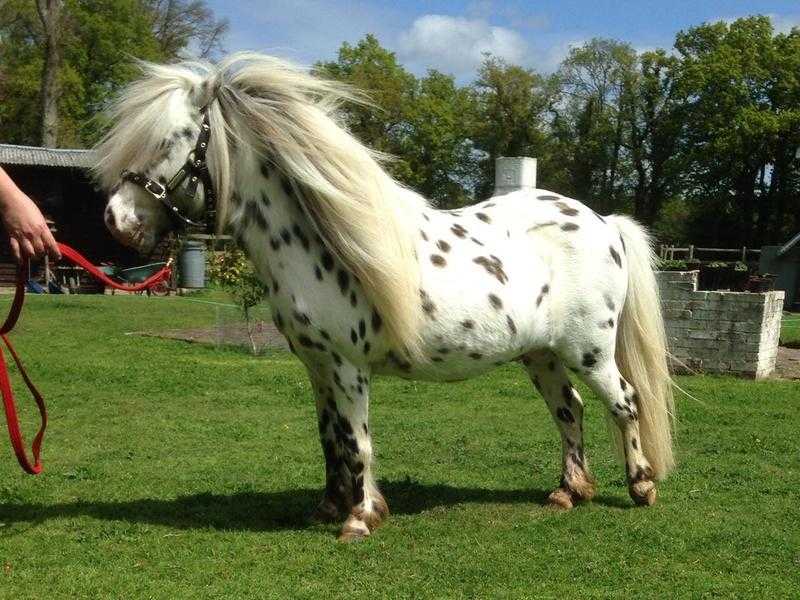 Miniature 33quot Leopard Spoted Stallion BMHS