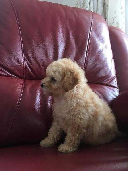 Miniature amp toy poodle puppies