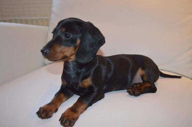 Miniature dachshund puppy