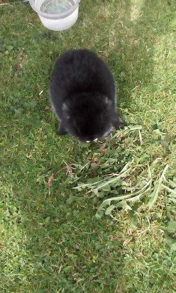 Miniature dwaf lop eared baby rabbits