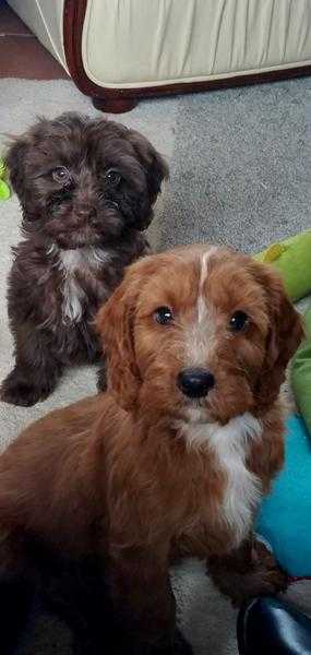 Miniature F1 family raised cockapoo puppies