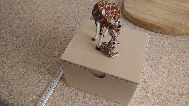 Miniature giraffe and baby