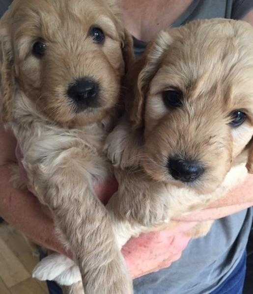 Miniature Goldendoodle quotTEDDY BEARquot Puppies