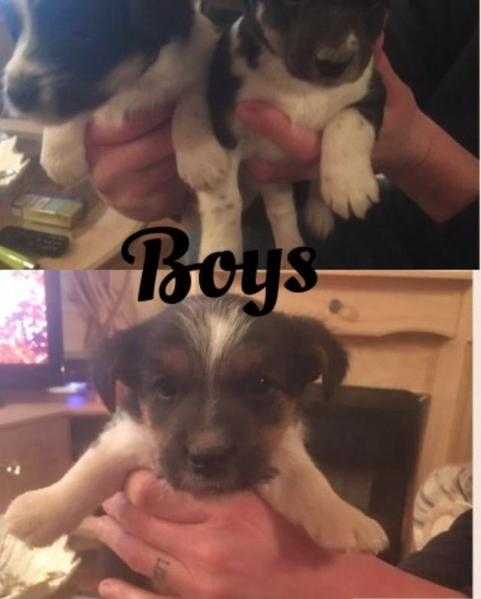 Miniature jack russell puppies