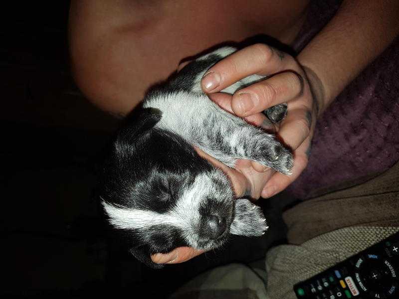 Miniature jack russell puppies for sale