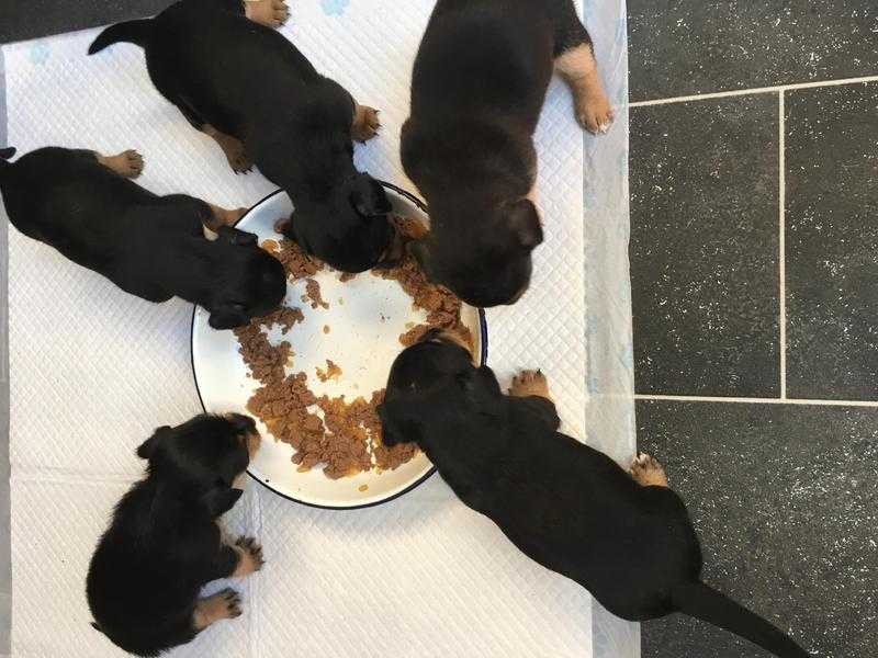 Miniature Jack Russell Pups
