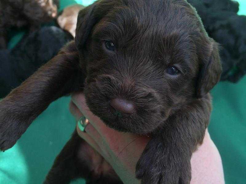 Miniature Labradoodle Puppies