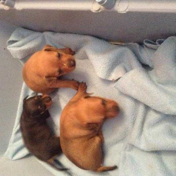 Miniature Pinscher Puppies