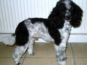 Miniature Poodle wanted