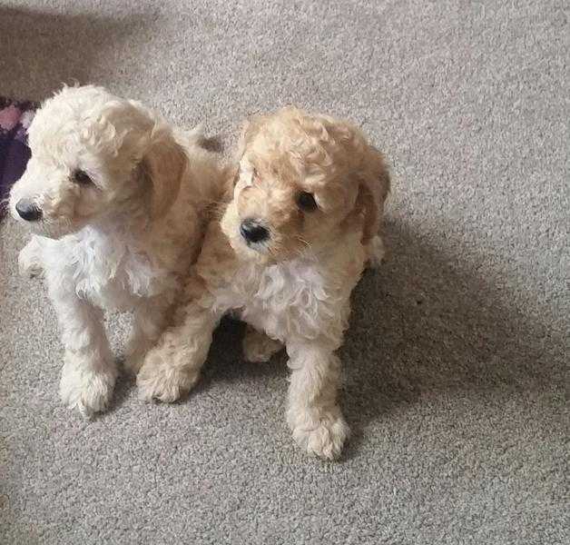 Miniature poodles