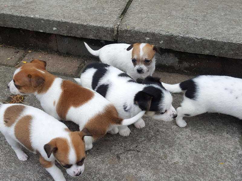 miniature puppies