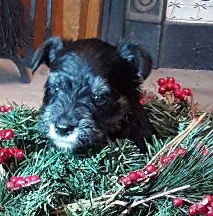 Miniature Schnauzer Black and Silver Dog  Pup