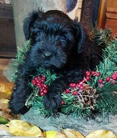 Miniature Schnauzer Black Bitch Pup