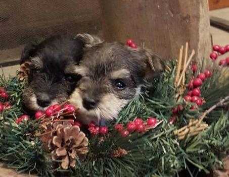 Miniature Schnauzer Pepper and Salt Dog Pup