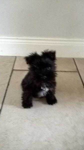 Miniature schnauzer puppies