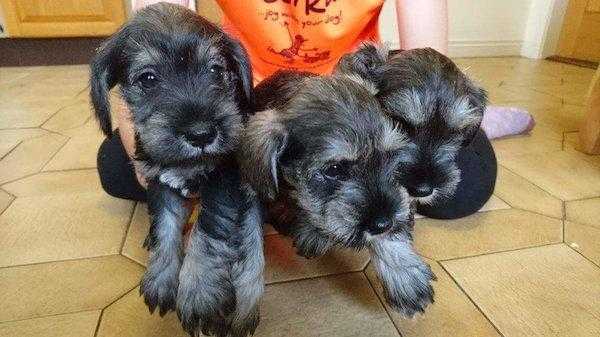 Miniature Schnauzer Puppies