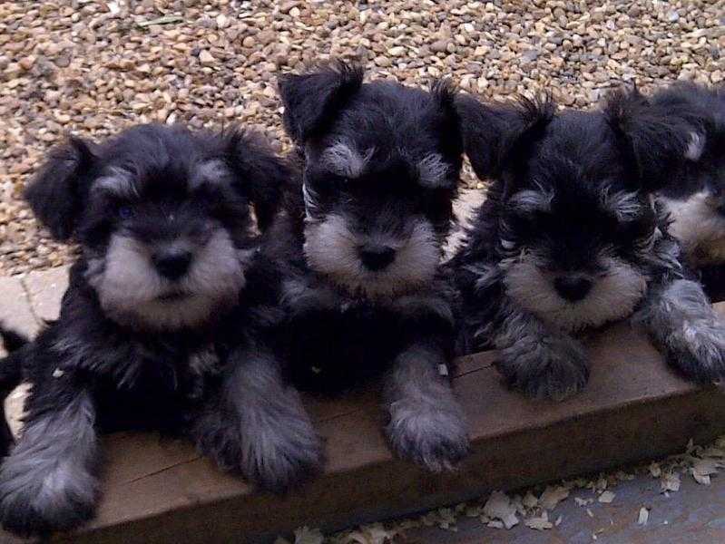 Miniature Schnauzer Pups for sale.