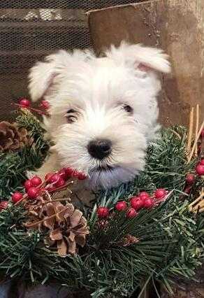 Miniature Schnauzer White Dog Pup