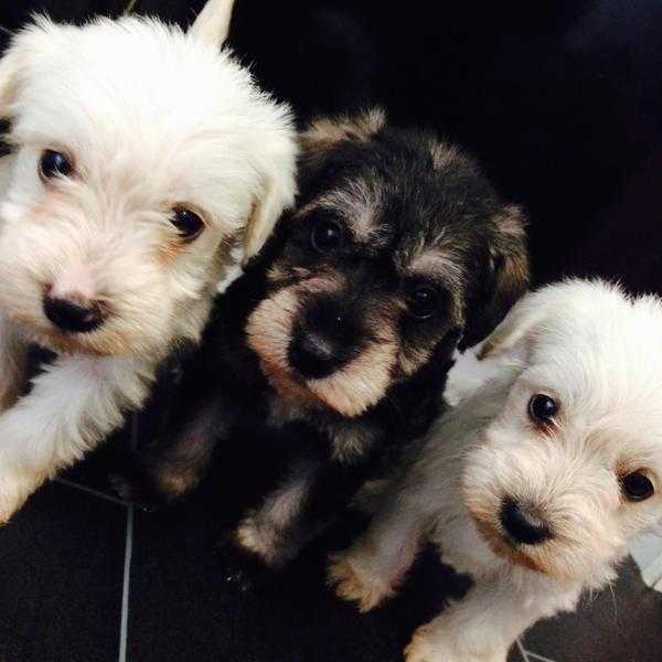 Miniature Schnoodles