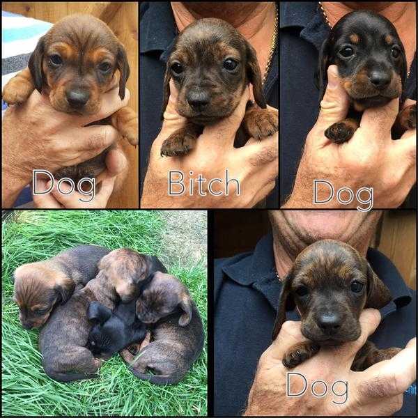 Miniature smooth haired Dachshund puppies for sale