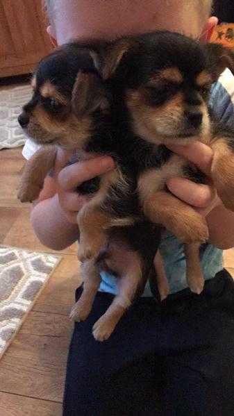 Miniature Yorkshire terriers