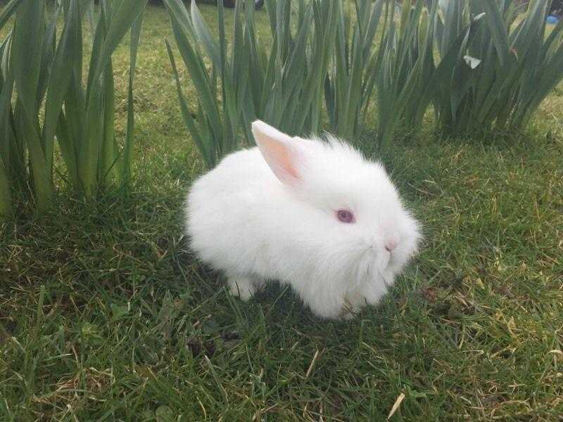 Minilop cross Lionhead baby rabbits, rabbit , bunny