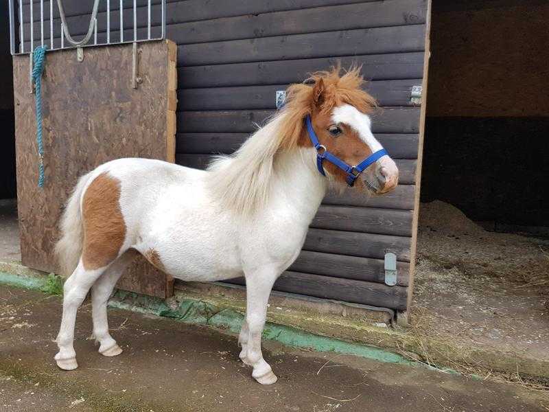 Miniture shetland pony for sale