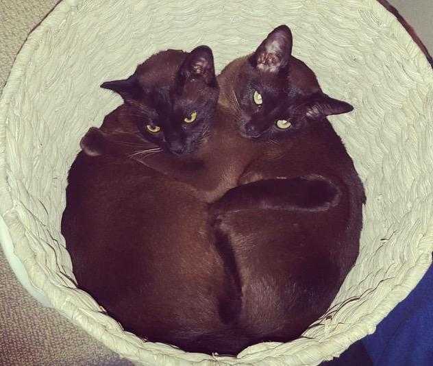 MISSING 2 BURMESE X CATS