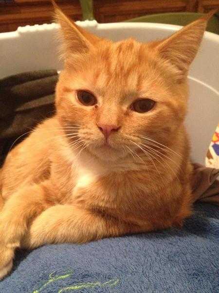 MISSING CAT - HorsellWoking Area - Ginger w. white bib amp paws - Last seen 31015 - REWARD PAID