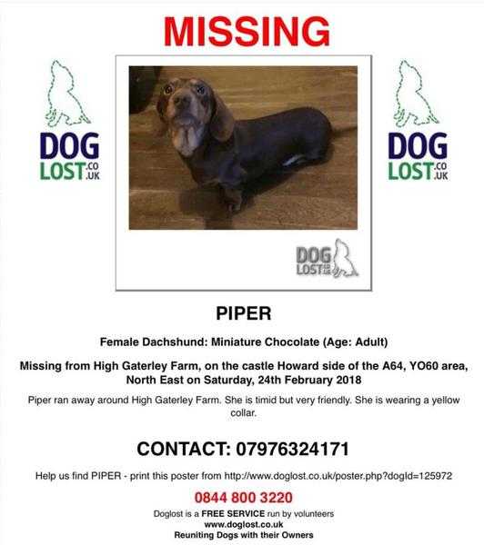 Missing Dachshund Miniature (Piper) from YO64 High Hayley Farm be Castle Howard