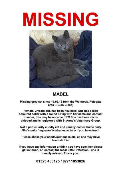 MISSING GREY CAT - POLEGATE EAST SUSSEX