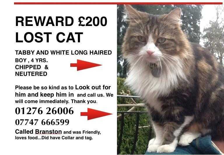 Missing longhair tabby white cat