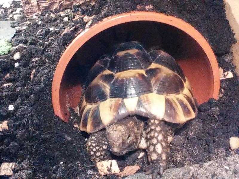 MISSING TORTOISE, NEWHAVEN