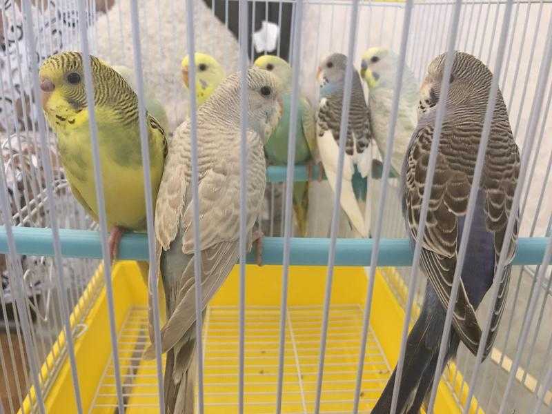 Mixed Colour Young Budgies