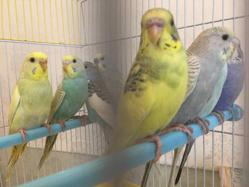 Mixed Colour Young Budgies