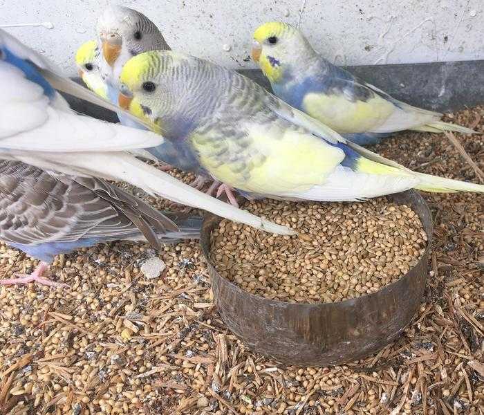 Mixed Colour Young Budgies