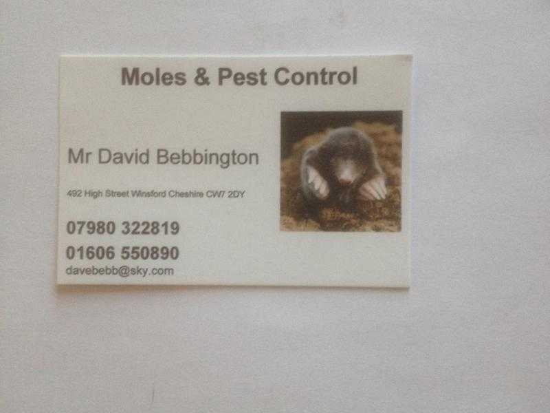 Mole Catcher 20 years  in mole catching if you have a mole problem give me a ring