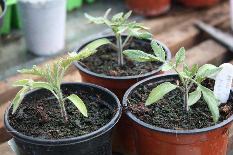 Money Maker tomato Plants 3 for 1 or 50p each