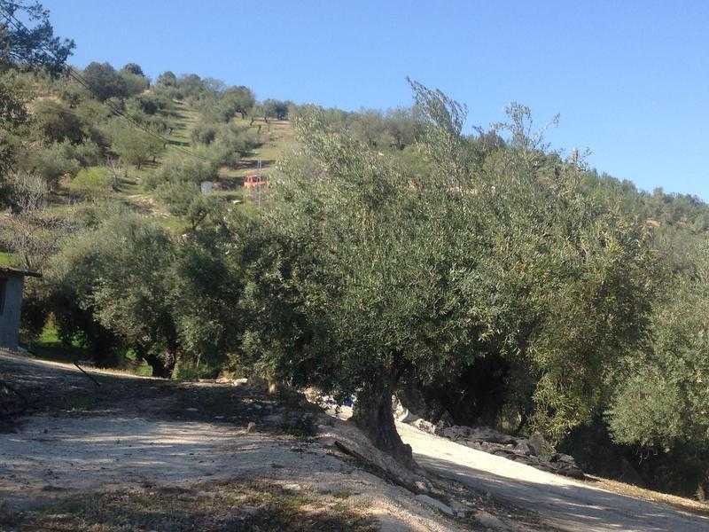 Montefrio Granada Spain. 3 acres olive fig almond trees beautiful views 8 min drive to town